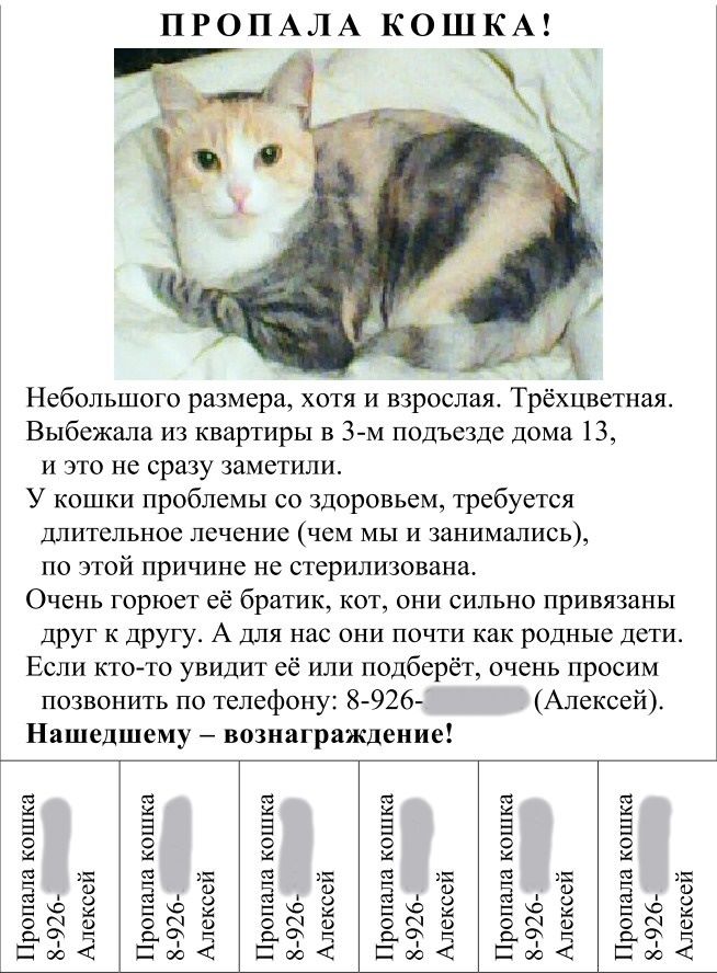 Детективная история про кошку